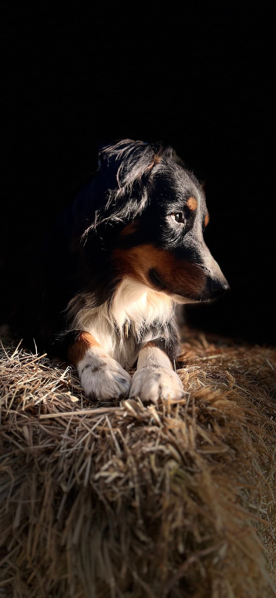 A tricolor dog rests on a hay bale, paws crossed, lit by a warm spotlight against total darkness