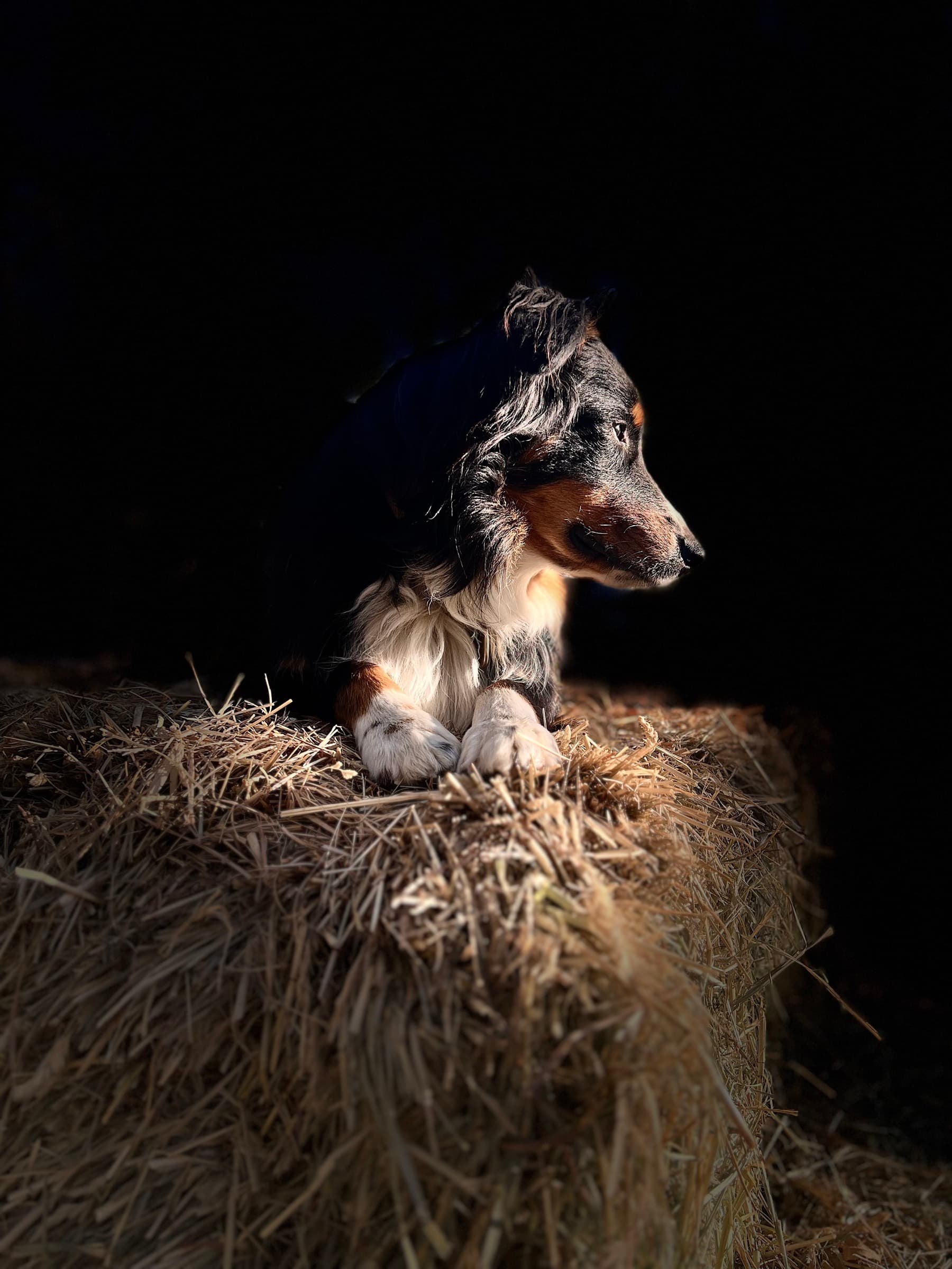 A tricolor dog lies on a hay bale in profile, paws crossed, illuminated against a dark background