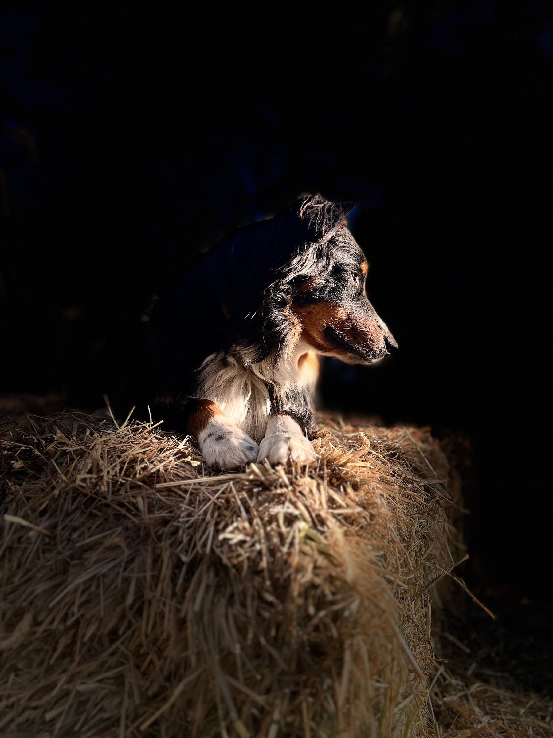 A tricolor dog lies on a hay bale looking to the side, spotlit against a dark backdrop