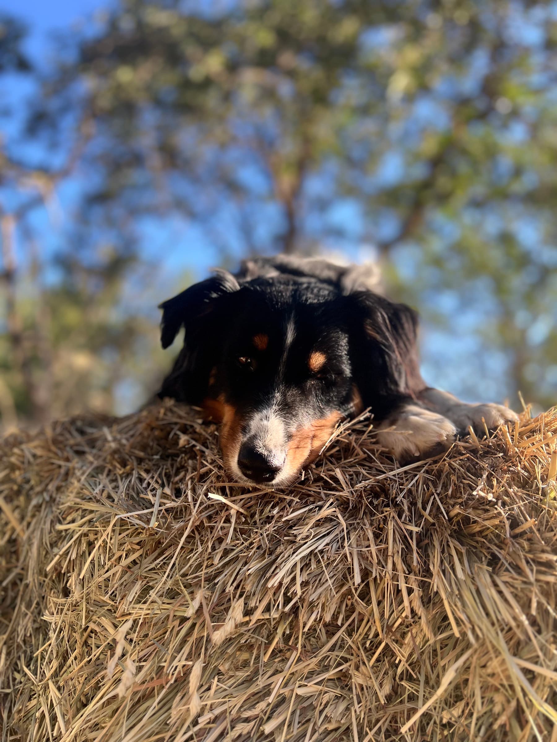 A tricolor dog rests its chin on a hay bale outdoors with trees blurred in the background
