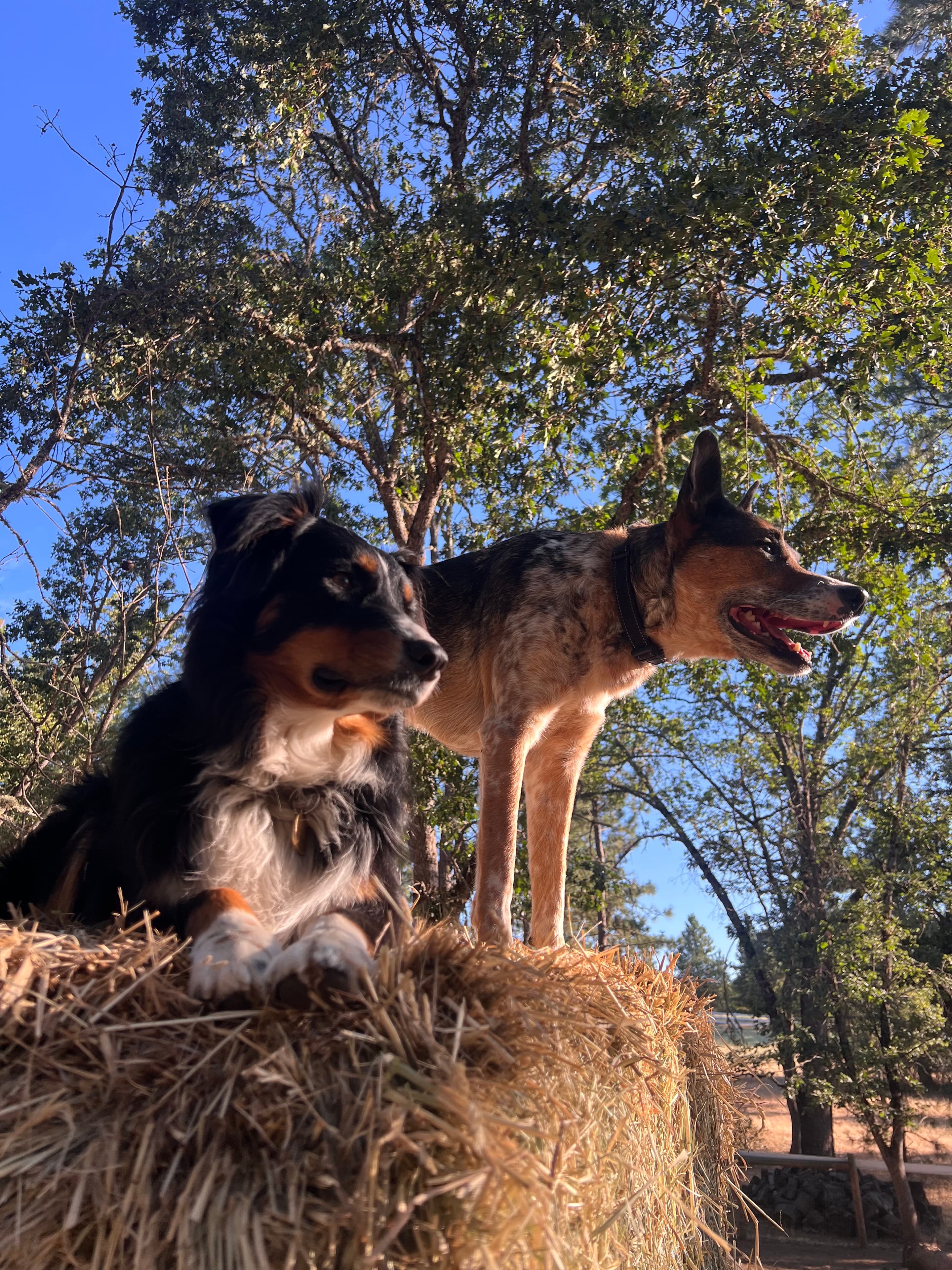 Two dogs perched on a hay bale outdoors, one howling upward and the other looking up, trees overhead