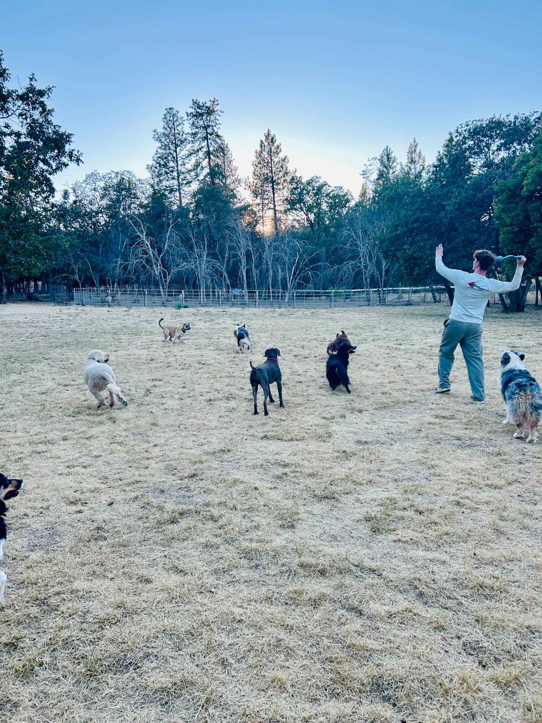 A man in a grassy field throws a toy for several dogs running toward him at dusk