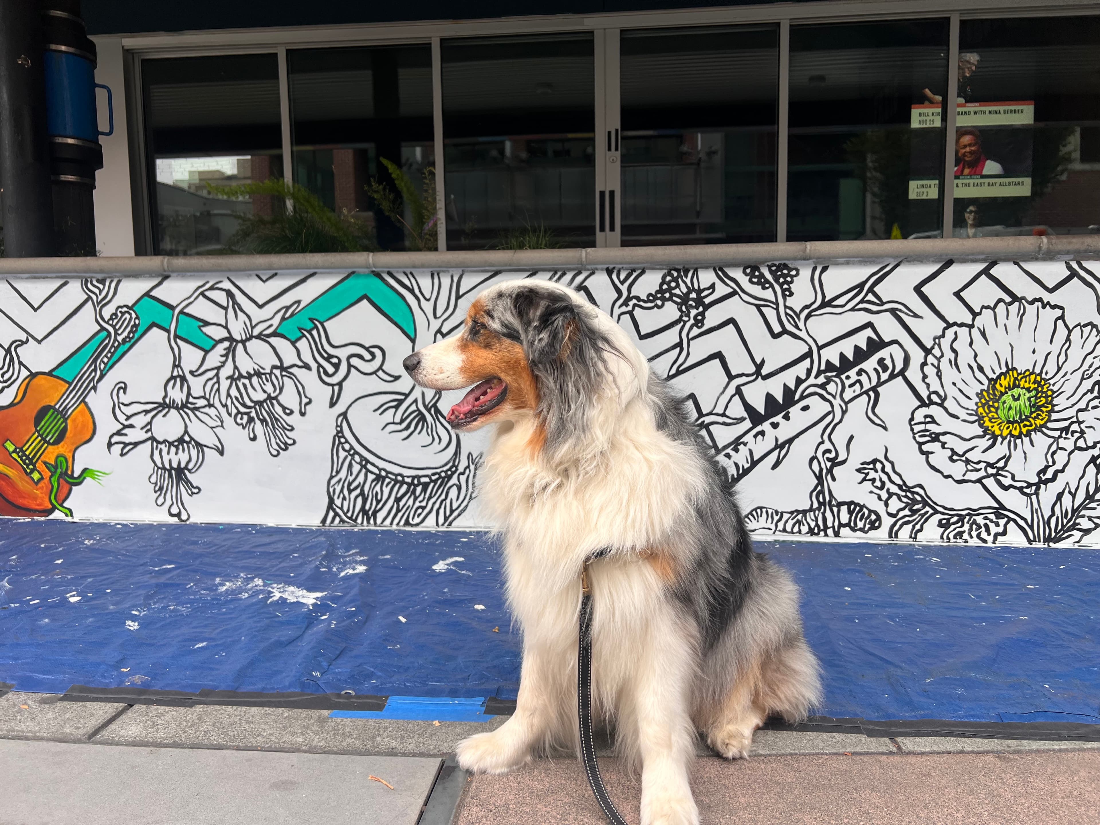 A fluffy tricolor dog sits on a leash in front of a black-and-white floral mural with a painted guitar